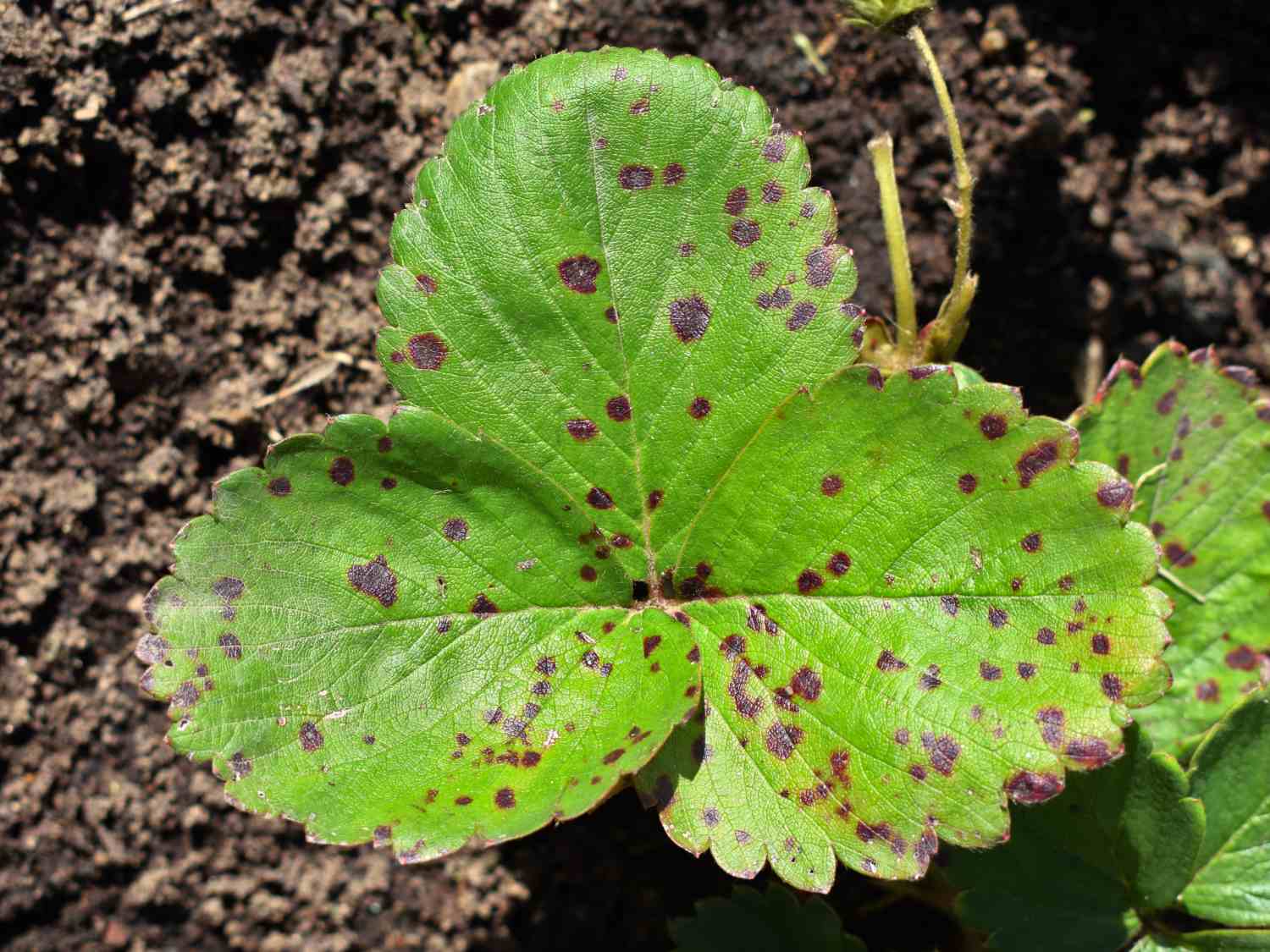 Black spot on leaves