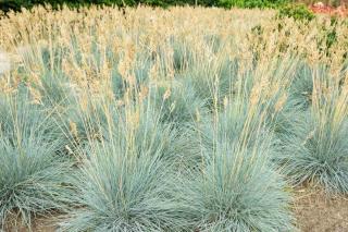 blue fescue care