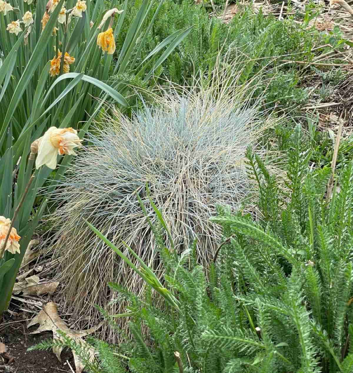 Landscaping with blue fescue