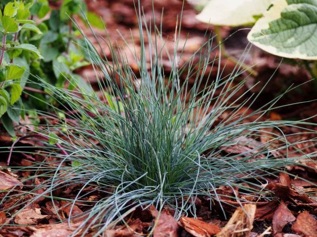 Blue fescue varieties