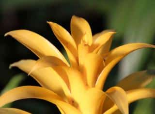 Bromelia flower