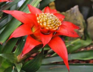 bromelia planting