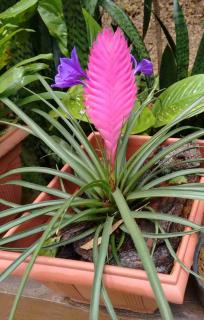 Potted bromelia