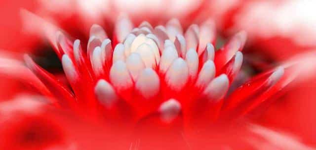 Species of bromelia