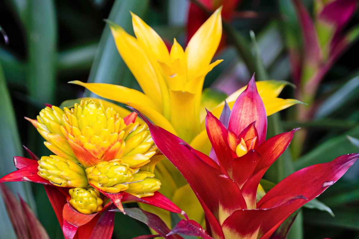 Bromelia - tips and guidance for the best possible care