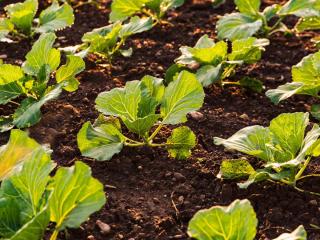 Cabbage care