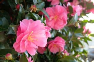 Sasanqua Camellia shrubs