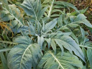 cardoon