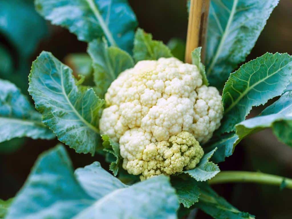 Cauliflower
