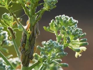 Caterpillar cauliflower