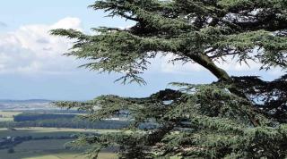 Care for cedar tree