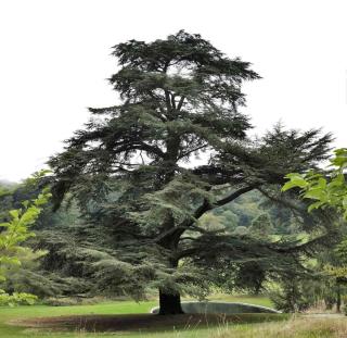 Pruning cedar tree