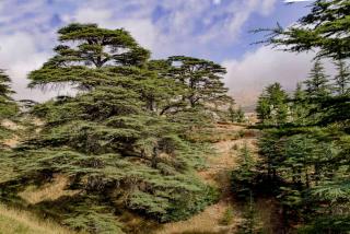 Planting cedar