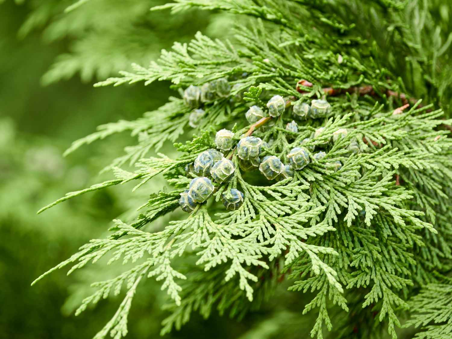 Chamaecyparis lawsoniana