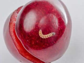 Cherry fly maggot