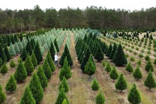 Christmas tree farm