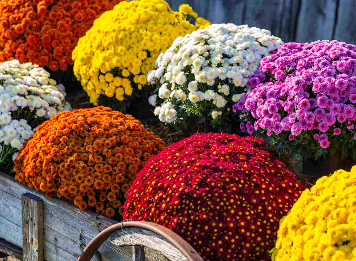 chrysanthemum