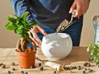 Clay pebbles, hydroton uses for plants