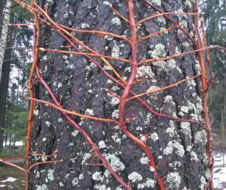 Simple lattice climbing hydrangea