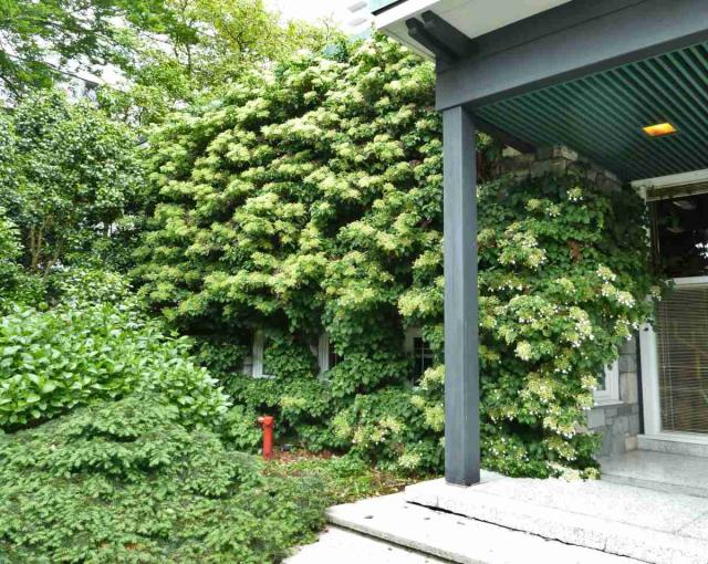 Pruning climbing hydrangea