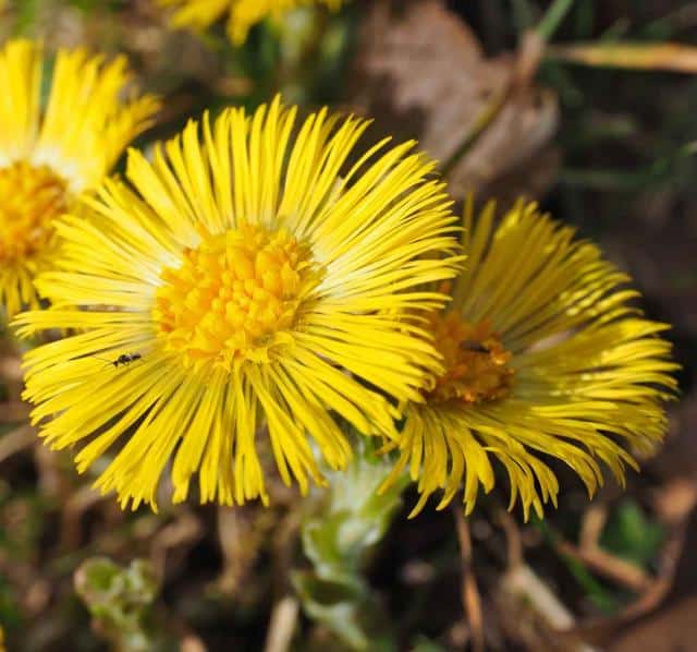 Coltsfoot - health benefits and therapeutic value