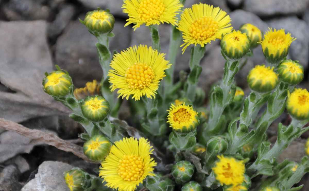 Dosage for using coltsfoot