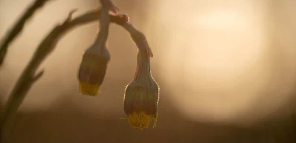 Harvesting coltsfoot flowers