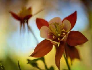 Caring for columbine