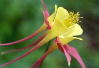 columbine flower