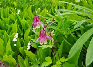 Planting columbine