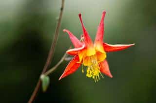 Varieties of columbine