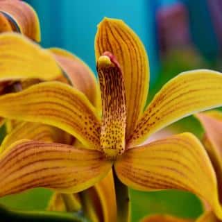 Cymbidium orchid