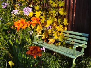 Beautiful daylily near bench