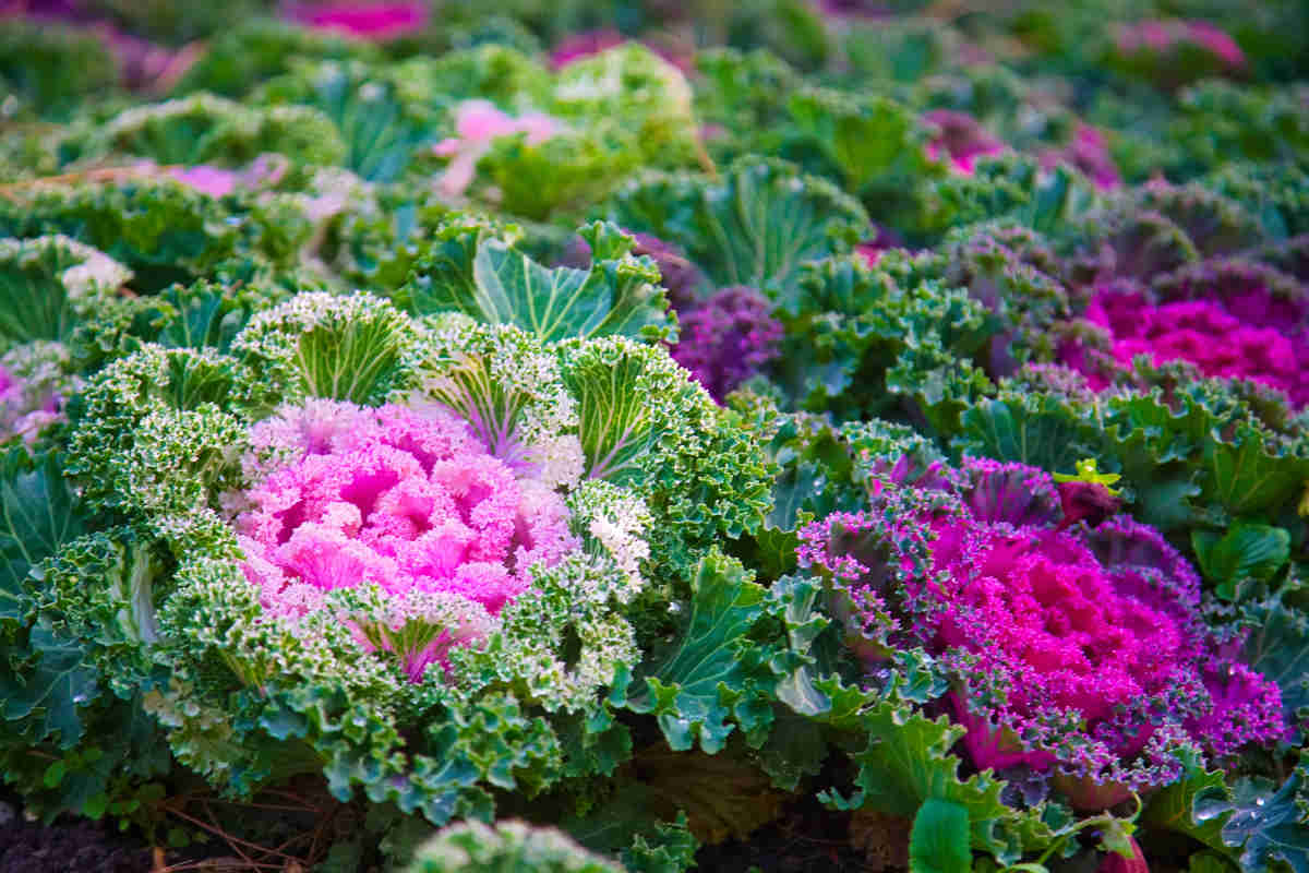 decorative Ornamental cabbage