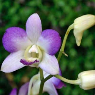 Dendrobium orchid