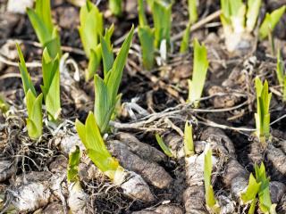 Dividing iris roots