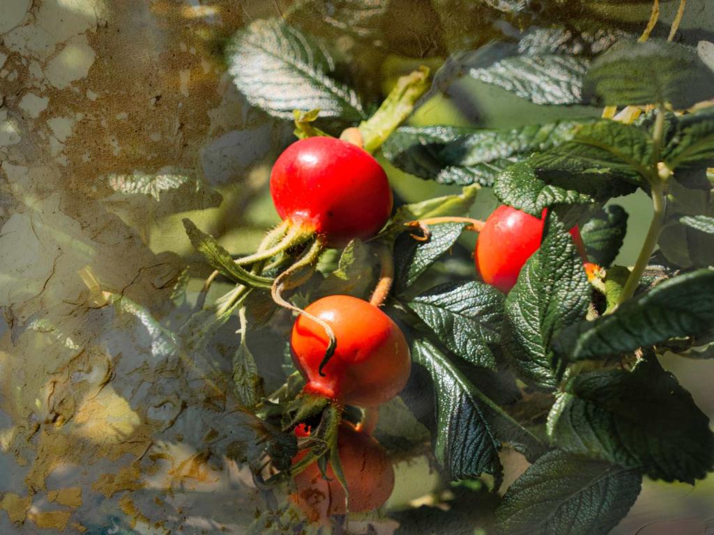 Dog rose benefits