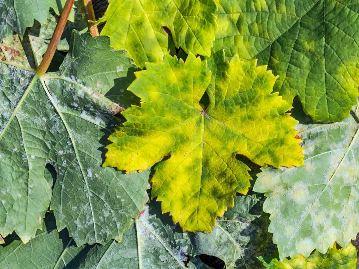 Downy mildew