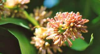 Dracaena massangeana flower