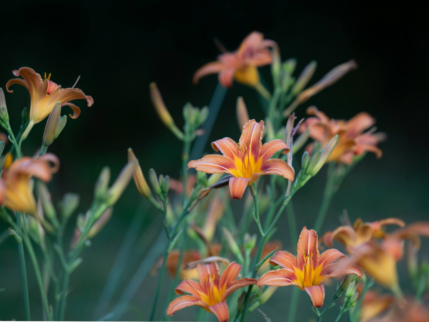 Daylily is easy to grow