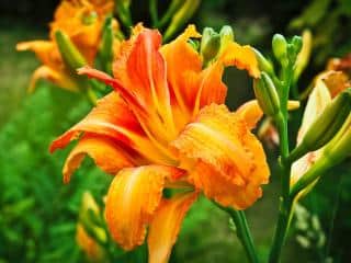 Daylily, an easy flower