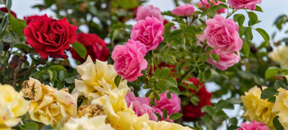 Easy roses that are beautiful