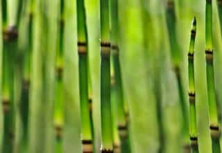 Equisetum japonicum, the giant horsetail