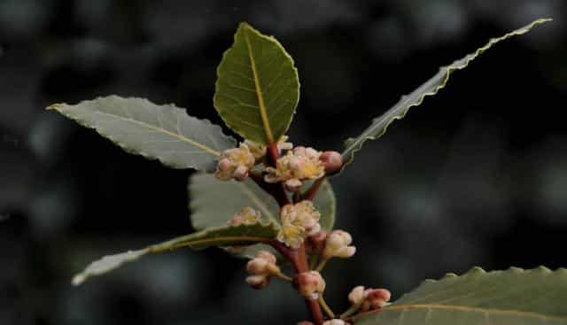 Evergreen bay laurel
