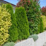 evergreen hedge