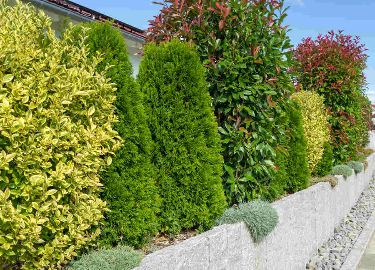 evergreen hedge