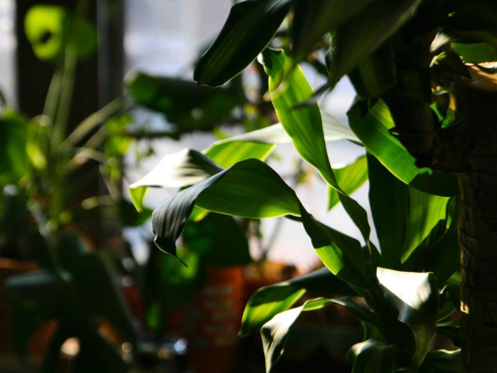 Kane Tree Dracaena massangeana - care, repotting, watering mass cane
