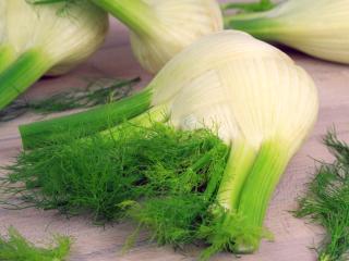 Different types of fennel