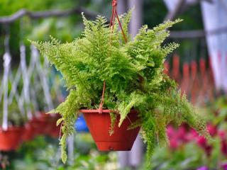 Proper fern care