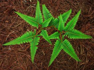 How to plant ferns